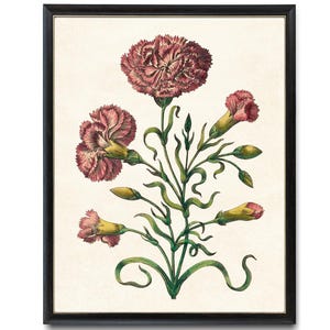 Pink Carnation Digital Print, Antique Flower Illustration, Printable Botanical Wall Art INSTANT DOWNLOAD