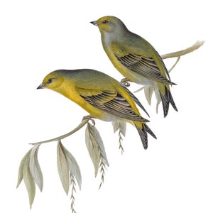 May include: Two small yellow and green birds perched on a branch with green leaves. The birds have black eyes and black markings on their wings.