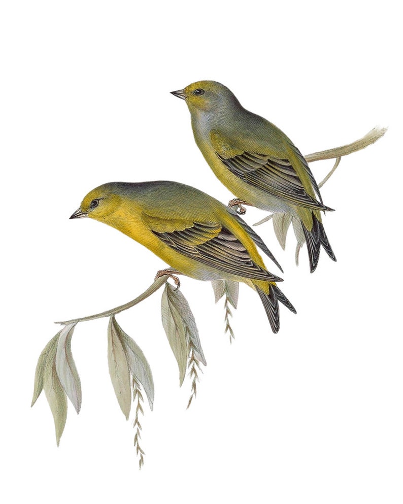 May include: Two small yellow and green birds perched on a branch with green leaves. The birds have black eyes and black markings on their wings.