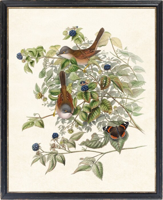 Bird and Botanical Art Print, 'common Whitethroat' Birds