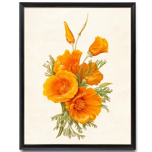 Printable California Poppies, Vintage Flower Illustration, Poppy Art Digital Print, Botanical Wall Art INSTANT DOWNLOAD