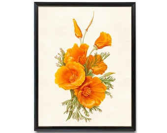 Printable California Poppies, Vintage Flower Illustration, Poppy Art Digital Print, Botanical Wall Art INSTANT DOWNLOAD