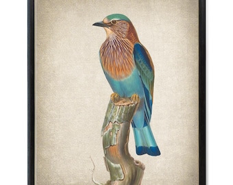Impressão artística de pássaro, ilustração vintage de rolieiro indiano, arte de parede de pássaro para imprimir, impressão digital para download instantâneo.