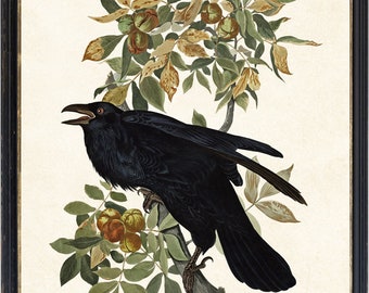 Audubon Raven Printable, Antique Bird Illustration, 11x14 Inch Wall Art INSTANT DOWNLOAD