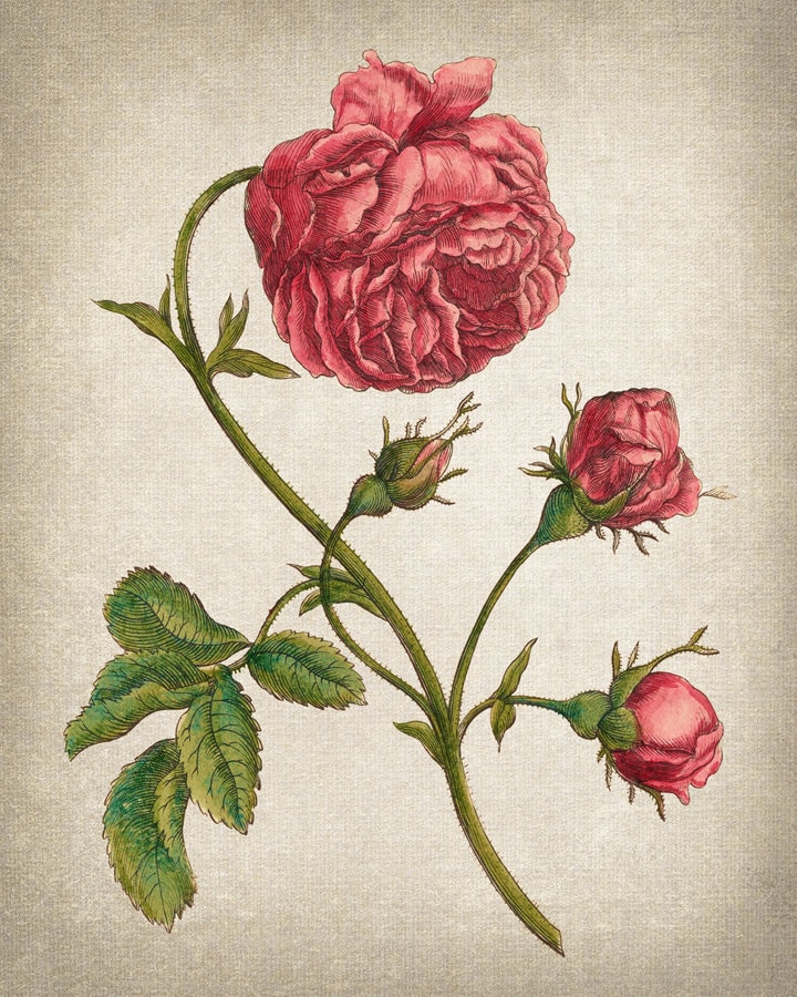 Antique Flowers Set of 9 Digital Prints, 18th Century Floral