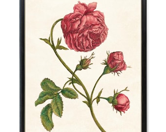 Pink Rose Digital Print, Antique Flower Illustration, Printable Botanical Wall Art INSTANT DOWNLOAD