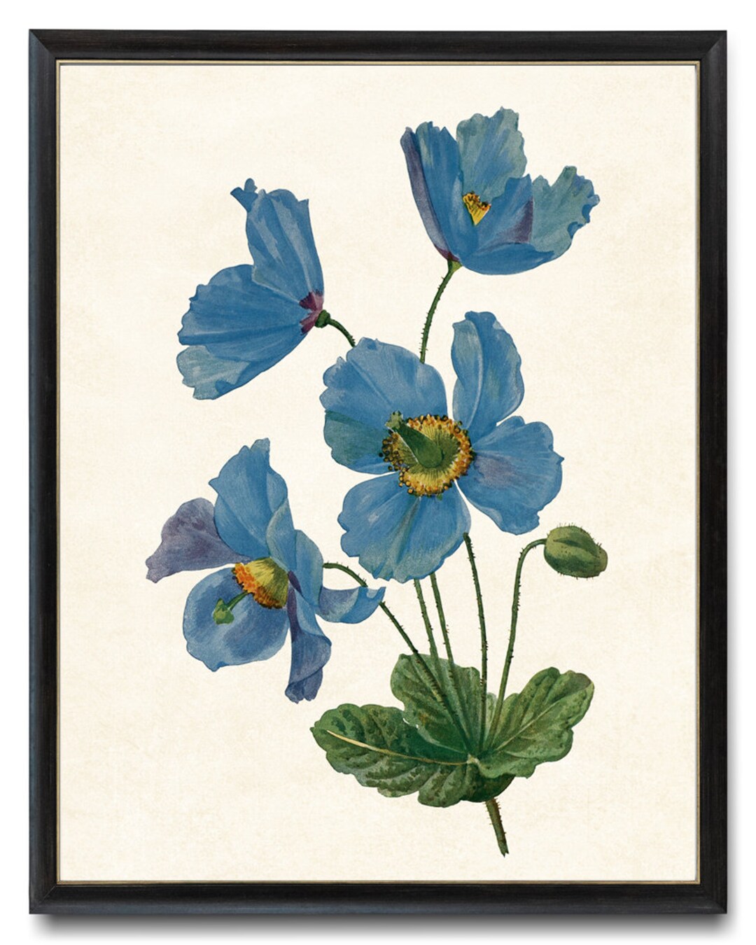 Himalayan Blue Poppy Print, Vintage Flower Illustration, Botanical Wall ...