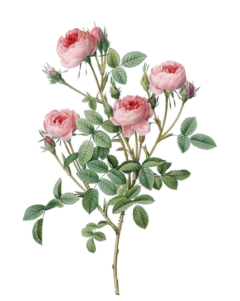 Pink Rose Art Digital Download, P.J. Redoute Vintage Roses
