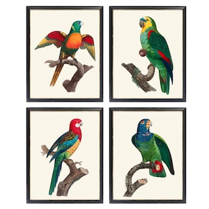 Set of 4 Parrots, 11x14 Inch Printables, Vintage French Parrot Illustrations, Tropical Decor Wall Art Prints INSTANT DOWNLOAD