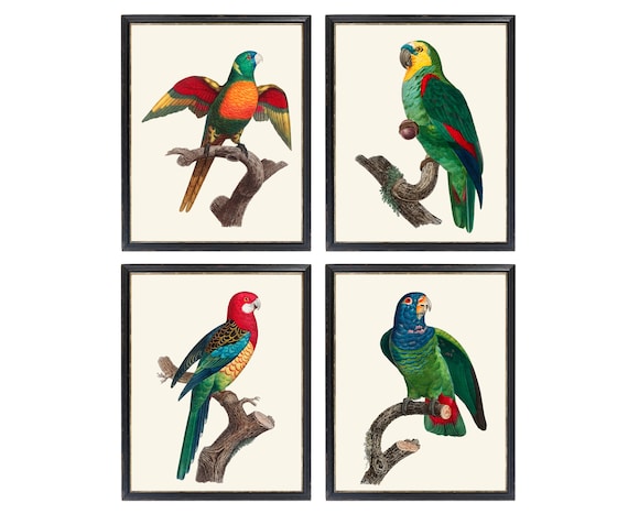 Set of 4 Parrots, 11x14 Inch Printables, Vintage French Parrot Illustrations, Tropical Decor Wall Art Prints INSTANT DOWNLOAD