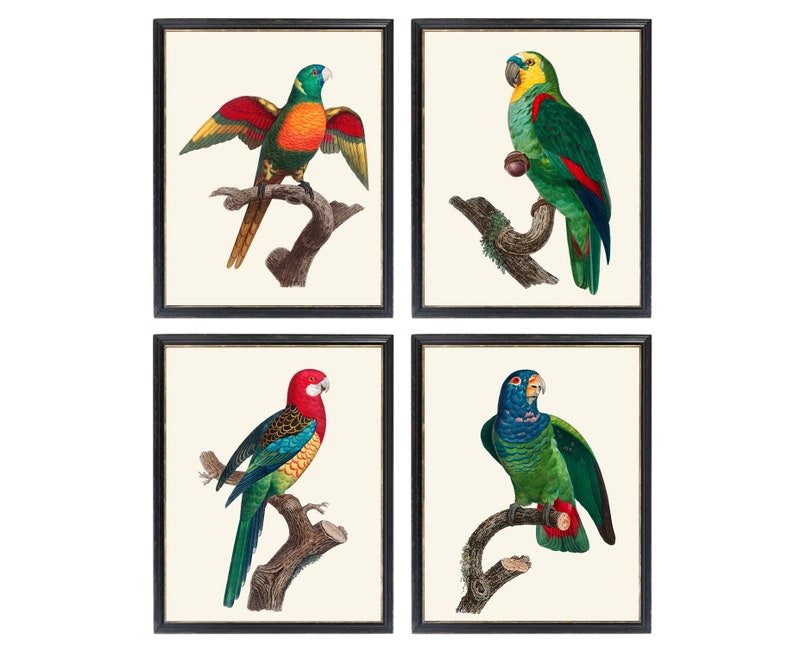 May include: Set of four vintage illustrations of colorful parrots perched on branches. The parrots are depicted in a realistic style with detailed feathers and vibrant colors.