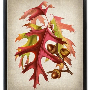 Autumn Leaves and Acorns Digital Print, Vintage Illustration, Fall Colors Scarlet Oak Botanical Wall Art Printable INSTANT DOWNLOAD