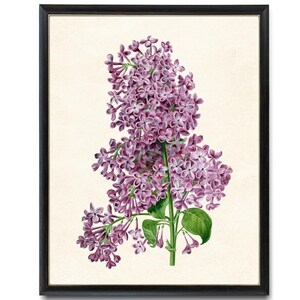 Lilacs Digital Download, Vintage Flower Illustration, Wall Art Botanical Printable INSTANT PRINT