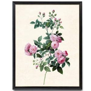 Pink Roses Printable, Antique Flower Illustration, French Rose Botanical Wall Art Print INSTANT DOWNLOAD