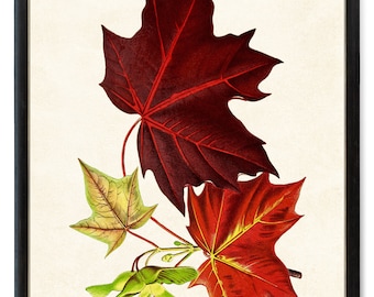 Red Maple Tree Leaves Digital Print, Vintage Illustration, Printable Autumn Decor, Fall Botanical Wall Art INSTANT DOWNLOAD