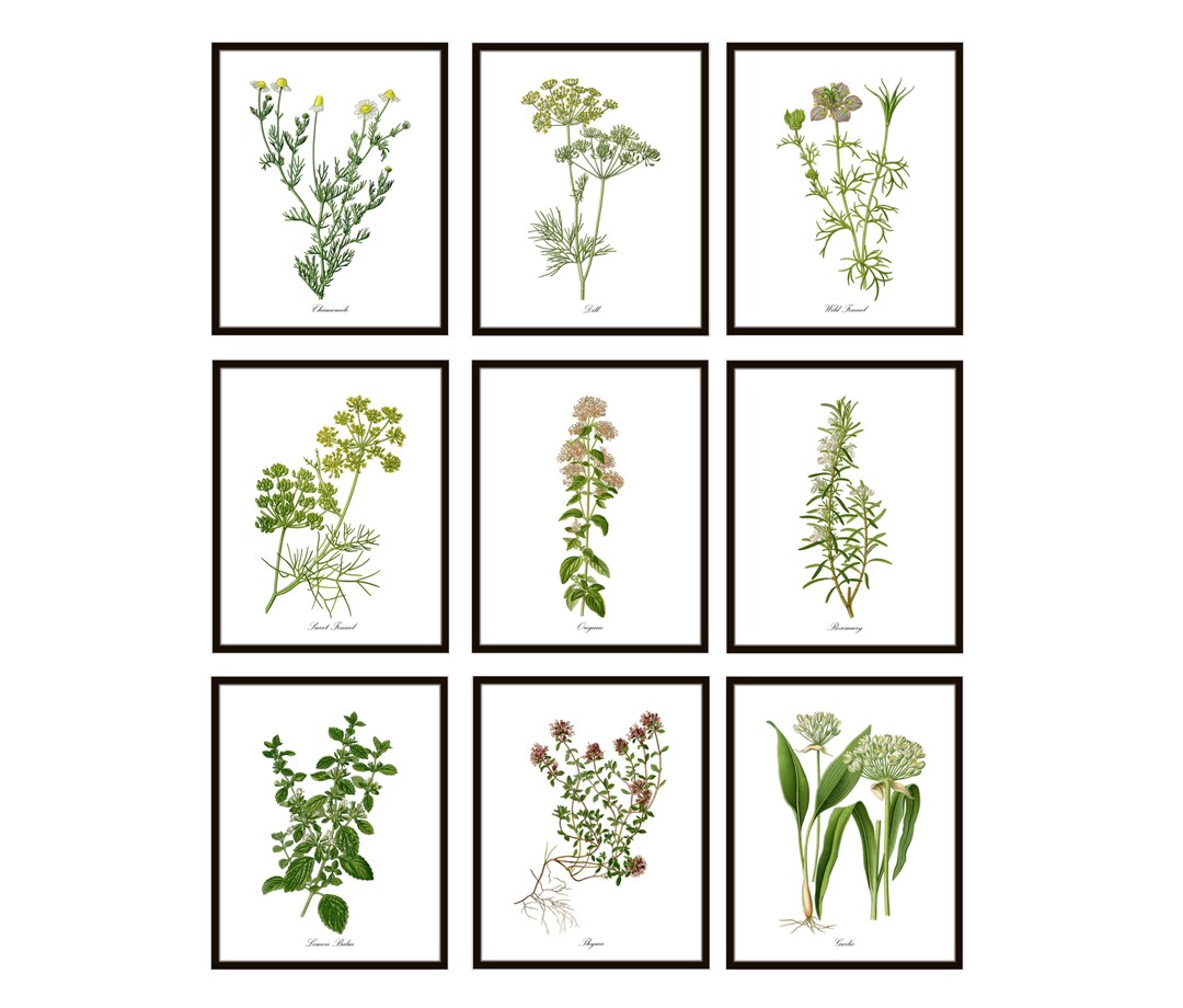 Herb Flowers Set of 9 Printables, Vintage Herbal Botanical ...