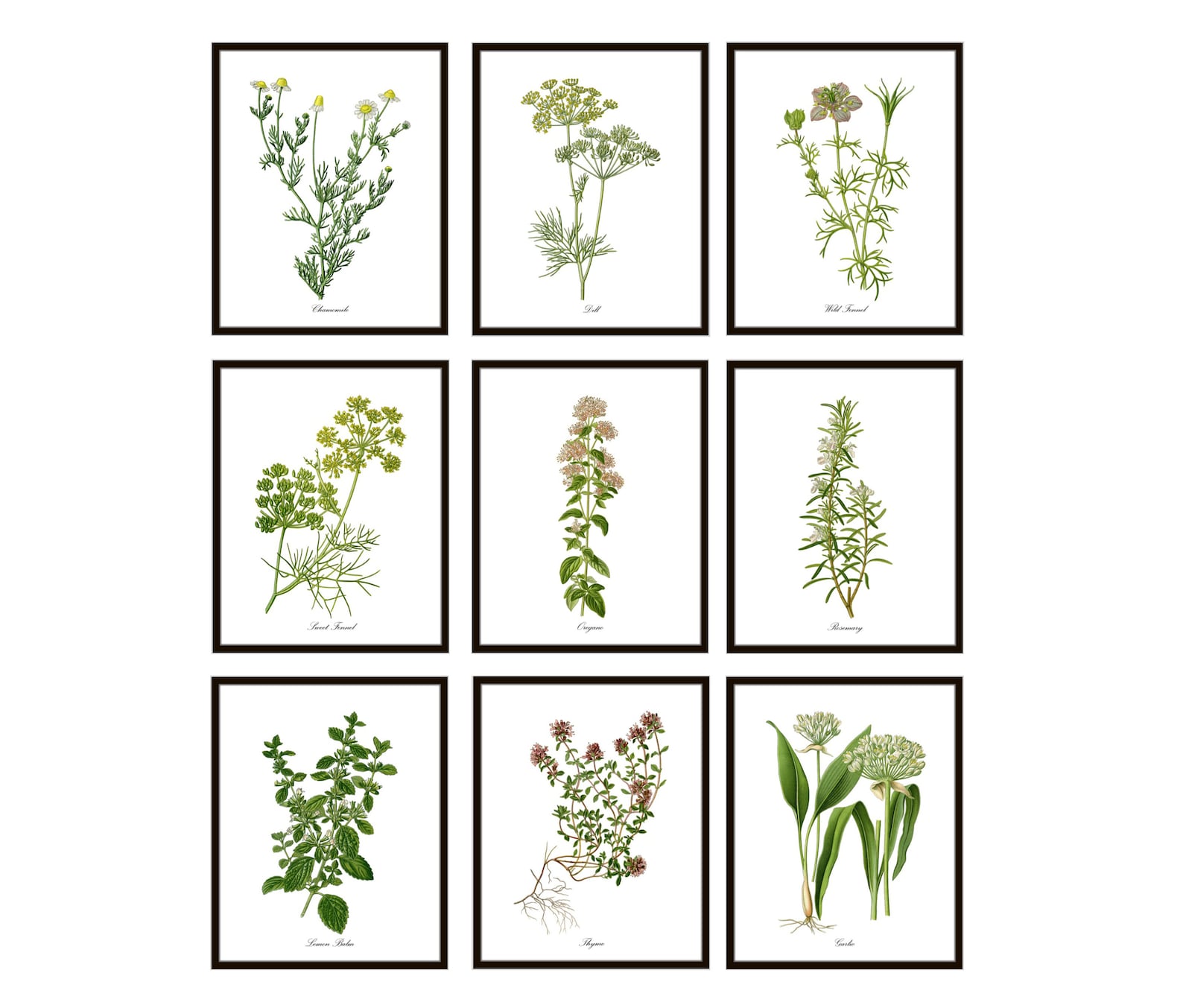 Herb Flowers Set of 9 Printables Vintage Herbal Botanical | Etsy
