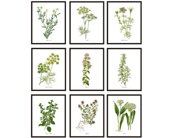 Herb Flowers Set of 9 Printables, Vintage Herbal Botanical Illustrations, Flowering Herbs, Kitchen Decor, Wall Art INSTANT DOWNLOAD