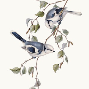 Clipart di uccelli vintage stampabili, illustrazione di uccelli cinciarella azzurra, uso commerciale, file PNG con sfondo trasparente DOWNLOAD IMMEDIATO