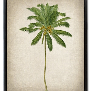 Coconut Palm Tree Printable, Vintage Illustration, Botanical Wall Art Print INSTANT DOWNLOAD