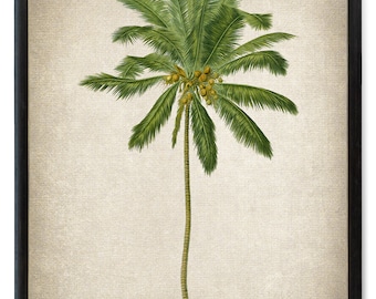 Coconut Palm Tree Printable, Vintage Illustration, Botanical Wall Art Print INSTANT DOWNLOAD