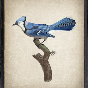Druck bis zu 60x30 Zoll Blue Jay Vogel Digitaldruck, Vintage Illustration, Natur Geschichte druckbare Wand Kunst INSTANT DOWNLOAD