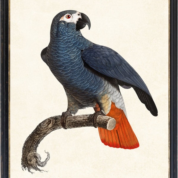 African Grey Parrot, 11x14 Digital Print, Vintage Bird Illustration, Wall Art Printable INSTANT DOWNLOAD