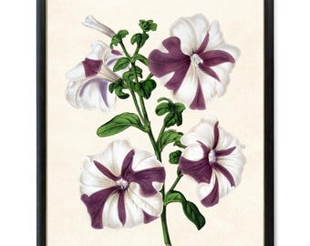 Purple and White Petunias Digital Print, Vintage Flower Illustration, Printable Petunia Flowers Botanical Wall Art INSTANT DOWNLOAD