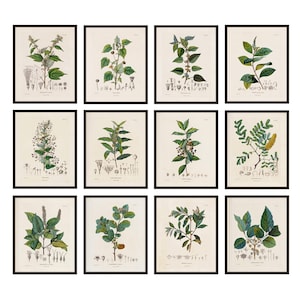 Botanical Studies Set of 12, 8x10 Printables, Antique French Plant Illustrations, Botany Botanicals Plant Study Prints INSTANT DOWNLOAD