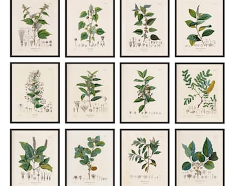 Botanical Studies Set of 12, 8x10 Printables, Antique French Plant Illustrations, Botany Botanicals Plant Study Prints INSTANT DOWNLOAD