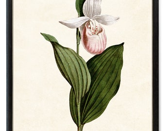 Pink Lady's Slipper Orchid Printable, Vintage Illustration, Botanical Wall Art INSTANT DOWNLOAD