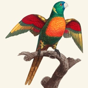 May include: A colorful parrot with green, red, orange, and yellow feathers perched on a branch. The parrot has a blue beak and a white ring around its eye.