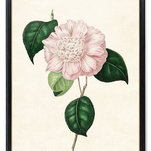 Print Up To 24x30 Inches Blush Pink Camellia Printable Art, Vintage Flower Illustration, Botanical Wall Art Print INSTANT DOWNLOAD
