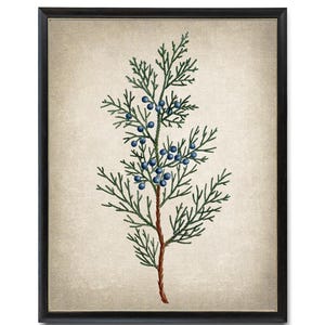 Virginian Juniper Digital Print, Vintage Illustration, Red Cedar Branch, Printable Botanical Wall Art INSTANT DOWNLOAD