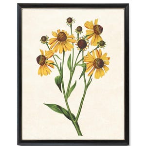 Yellow Helenium Flowers Digital Print, Vintage Flower Illustration, Botanical Wall Art Printable INSTANT DOWNLOAD