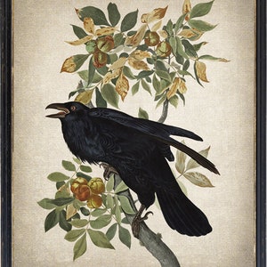 Print Up To 24x30 Inches Raven Digital Print, Audubon Bird Antique Illustration, Printable Wall Art, Instant Digital Download