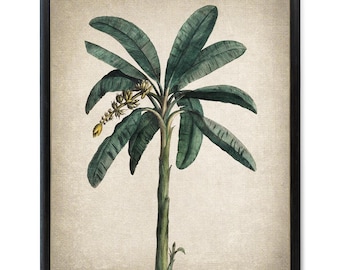 Tropical Banana Plant Printable, Vintage Illustration, Botanical Wall Art Print INSTANT DOWNLOAD