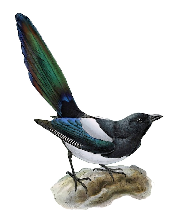 Print up to 24x30 Inches, Common Magpie Digital Print, Vintage