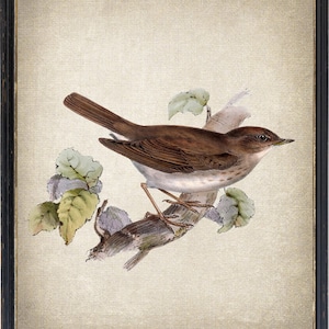 Thrush Nightingale Digital Print, Vintage Natural History Illustration, Printable Bird Wall Art INSTANT DOWNLOAD