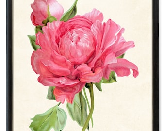 Pink Flower Digital Download, Peony 'Reine Elizabeth' Vintage Illustration, Printable Botanical Wall Art