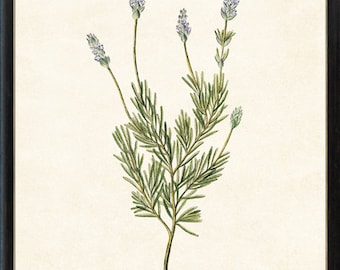 Lavender Printable, Vintage Herb Illustration, Herbal Botanical Print Wall Art INSTANT DOWNLOAD