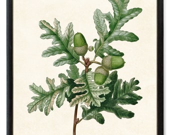 Oak Plant Printable, 'Pyrenean Oak' Vintage Illustration, Acorns and Leaves Botanical Wall Art Print INSTANT DOWNLOAD