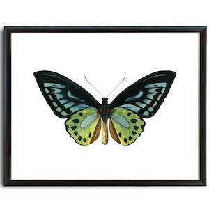 Green Birdwing Butterfly Printable Art, Vintage Insect Illustration, Natural History, Minimal Wall Art Decor INSTANT DOWNLOAD image 2
