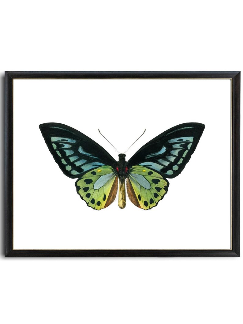 Green Birdwing Butterfly Printable Art, Vintage Insect Illustration, Natural History, Minimal Wall Art Decor INSTANT DOWNLOAD image 2