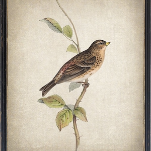 Bird Art Print, 'Mountain Linnet' Vintage Illustration, Minimalist Wall Art Printable INSTANT DOWNLOAD