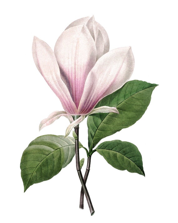 Print up to 24x30 Inches Printable Pink Magnolia Blossom - Etsy