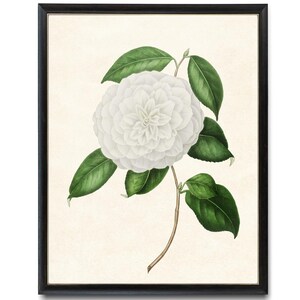 White Camellia Printable, Vintage Illustration, White Flower Botanical Wall Art Print INSTANT DOWNLOAD