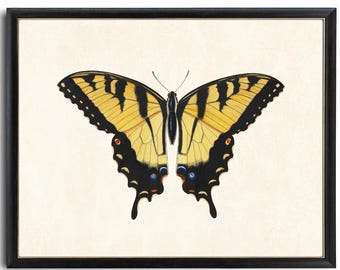 Tiger Swallowtail Butterfly Printable Art, Vintage Insect Illustration, Natural History, Minimal Wall Art Decor INSTANT DOWNLOAD