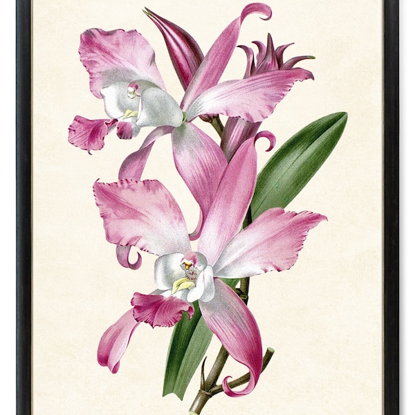 Print Up To 24x30 Inches Pink and White Laelia Orchid Printable, Vintage Illustration, Botanical Wall Art Print Instant Digital Download