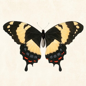 May include: A detailed illustration of a butterfly with open wings. The butterfly features black and yellow patterns with red accents on the lower wings. The background is a light beige color.
